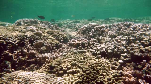 INFLUX Super Corals