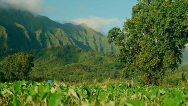 Holoa Aulani TV Thumbnail
